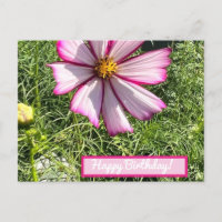 Pink Cosmo flower post card, Happy Birthday