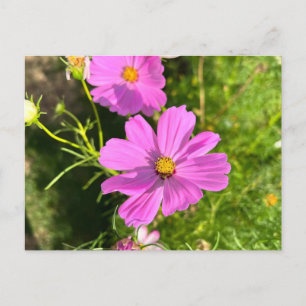 Pink Cosmo flower postcard