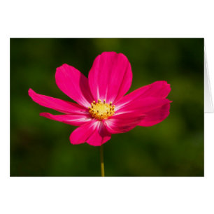 Pink Cosmos