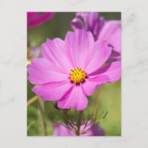 Pink Cosmos Flower 2 