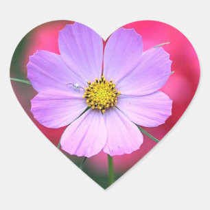 Pink Cosmos Flower Sticker