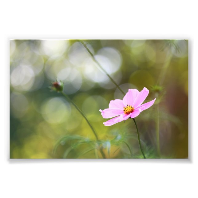 Pink Cosmos Flower With Green Golden Hour Bokeh Photo Print (Front)