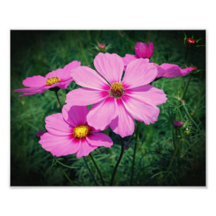 Pink Cosmos Flowers 8x10 Photo Print