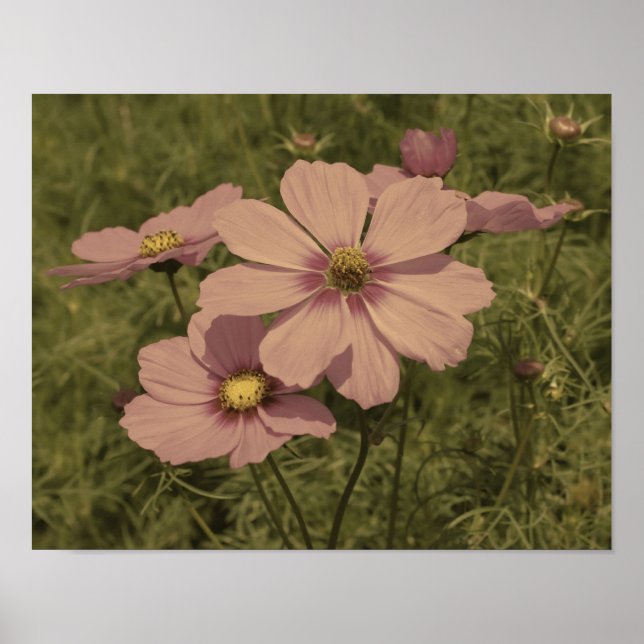 Pink Cosmos Flowers Aged Partial Colour Poster (Front)