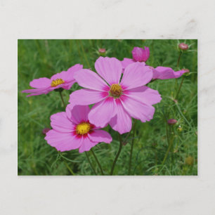 Pink Cosmos Flowers In Sunshine Postcard