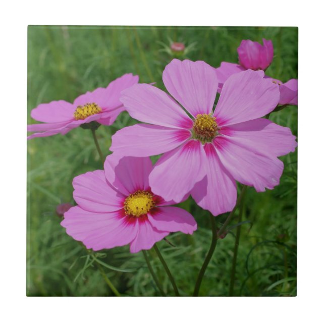 Pink Cosmos Flowers Nature Tile (Front)