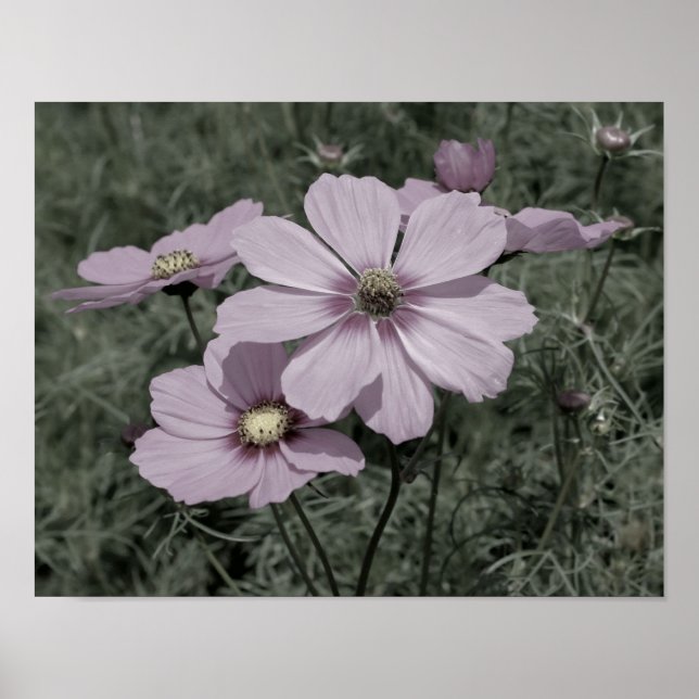 Pink Cosmos Flowers Vintage Partial Colour Poster (Front)