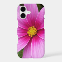 Pink Cosmos Flowers Wildflower