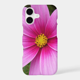 Pink Cosmos Flowers Wildflower