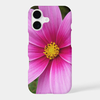 Pink Cosmos Flowers Wildflower