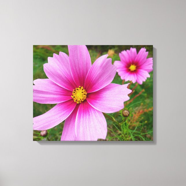 Pink Cosmos Flowers Wildflower Canvas Print (Front)