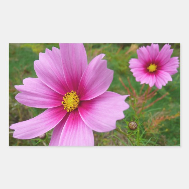 Pink Cosmos Flowers Wildflower Rectangular Sticker (Front)
