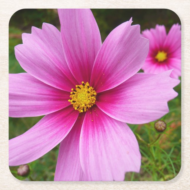 Pink Cosmos Flowers Wildflower Square Paper Coaster (Front)