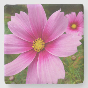 Pink Cosmos Flowers Wildflower Stone Coaster