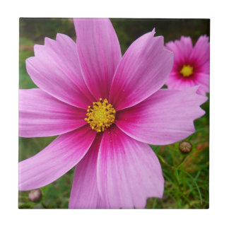 Pink Cosmos Flowers Wildflower Tile