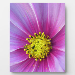 Pink Cosmos Plaque