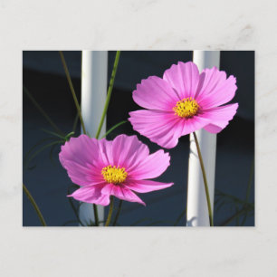 Pink Cosmos Postcard