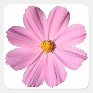 Pink Cosmos Square Sticker