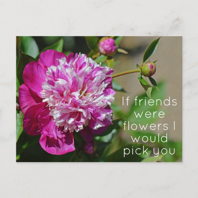 Pink Cottage Peony Flower Pun Postcard (Front)
