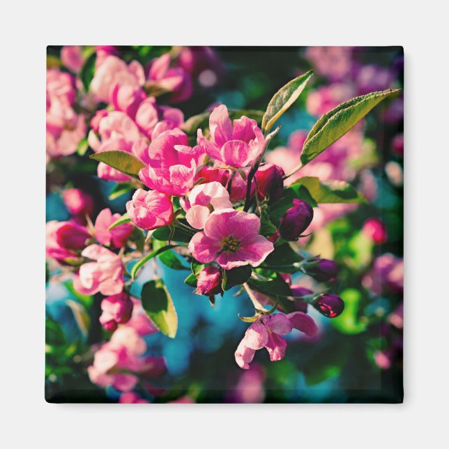Pink Crab Apple Flowers Magnet (Front)
