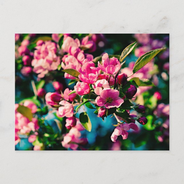 Pink Crab Apple Flowers Postcard (Front)