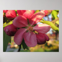 Pink Crab Apple Tree Flower