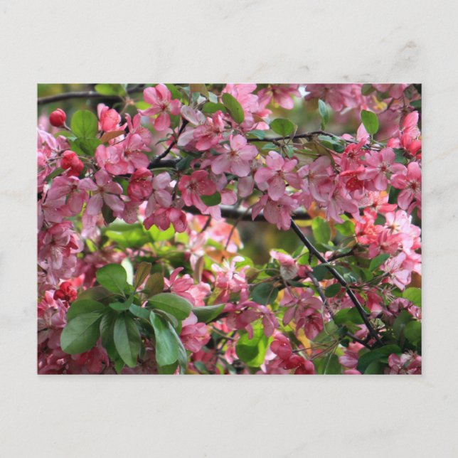 Pink Crabapple Floral Photo Postcard (Front)