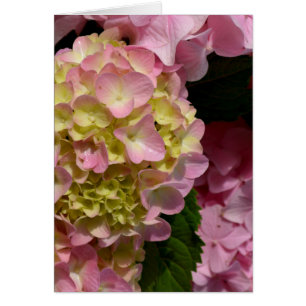 Pink Cream Hydrangeas yellow pink green floral