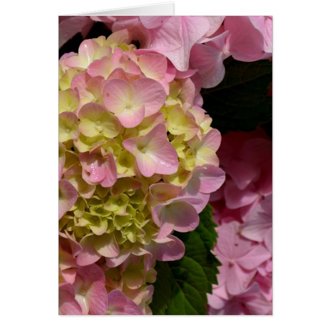 Pink Cream Hydrangeas yellow pink green floral  (Front)