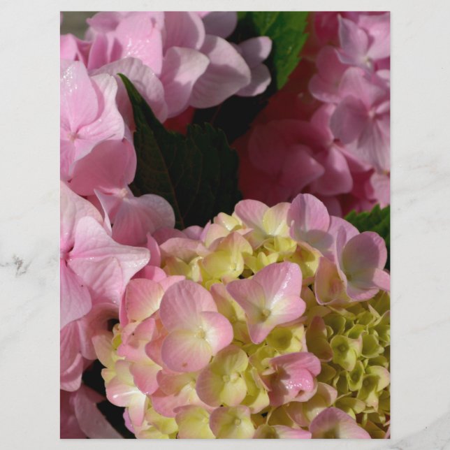Pink Cream Hydrangeas yellow pink green floral  (Front)