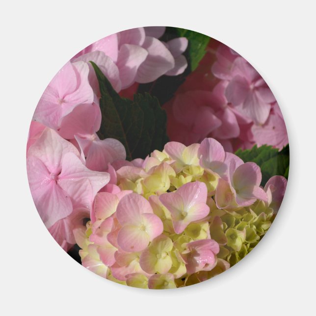 Pink Cream Hydrangeas yellow pink green floral  Magnet (Front)