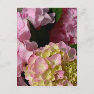 Pink Cream Hydrangeas yellow pink green floral  Postcard