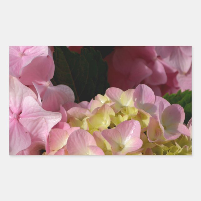 Pink Cream Hydrangeas yellow pink green floral  Rectangular Sticker (Front)