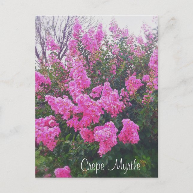 Pink Crepe Myrtle Nature Art Photo with Text Postcard (Front)