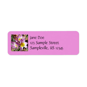 Pink Crocuses Spring Floral