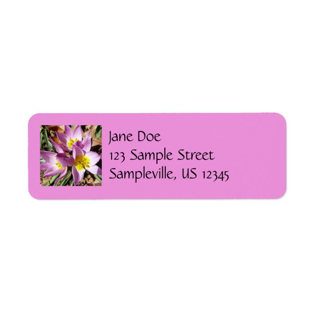 Pink Crocuses Spring Floral (Front)