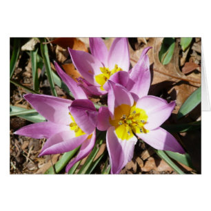 Pink Crocuses Spring Floral