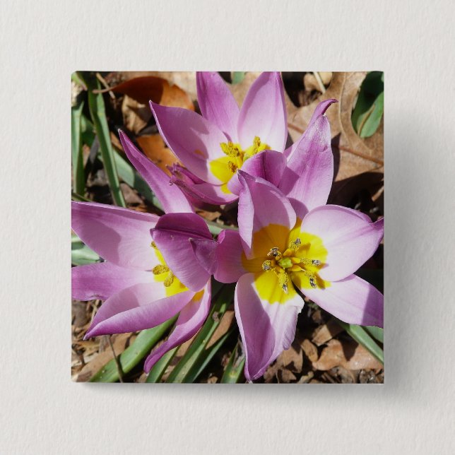 Pink Crocuses Spring Floral 15 Cm Square Badge (Front)