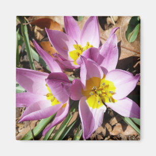 Pink Crocuses Spring Floral Magnet