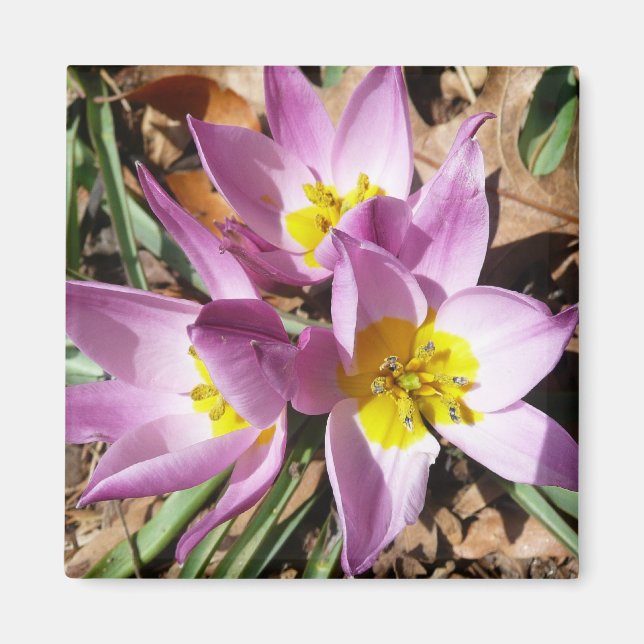 Pink Crocuses Spring Floral Magnet (Front)