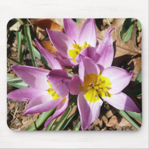 Pink Crocuses Spring Floral Mouse Pad