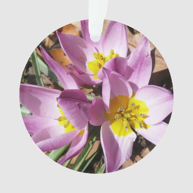 Pink Crocuses Spring Floral Ornament (Front)