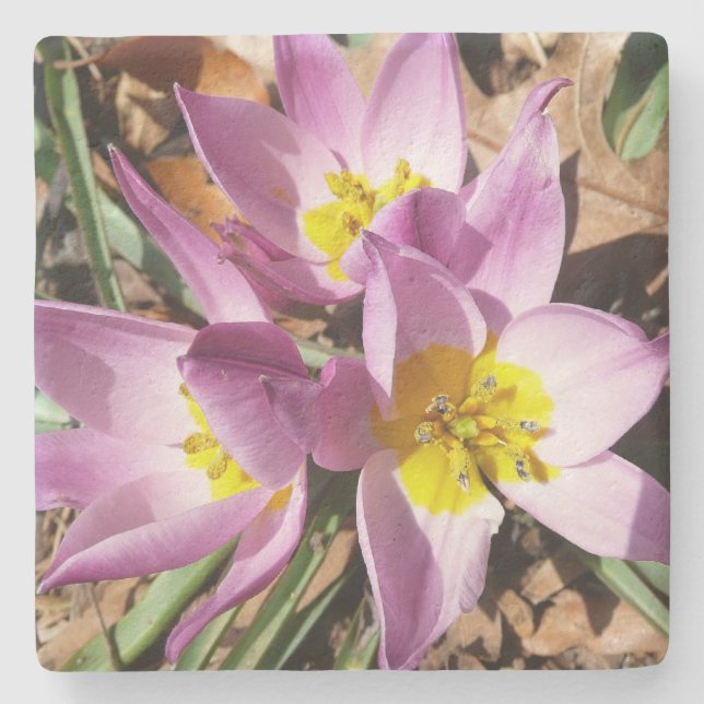Pink Crocuses Spring Floral Stone Coaster (Front)
