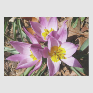 Pink Crocuses Spring Floral Tissue Paper