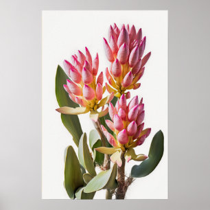 Pink Curcuma Flower Art Print Poster