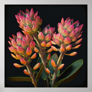 Pink Curcuma Flower Art Print Poster