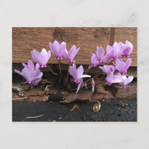 Pink Cyclamen Flowers Postcard