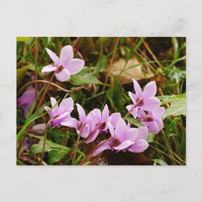Pink Cyclamen Flowers Postcard (Front)