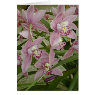 Pink Cymbidium Orchid