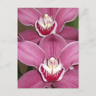 Pink Cymbidium Orchids Postcard